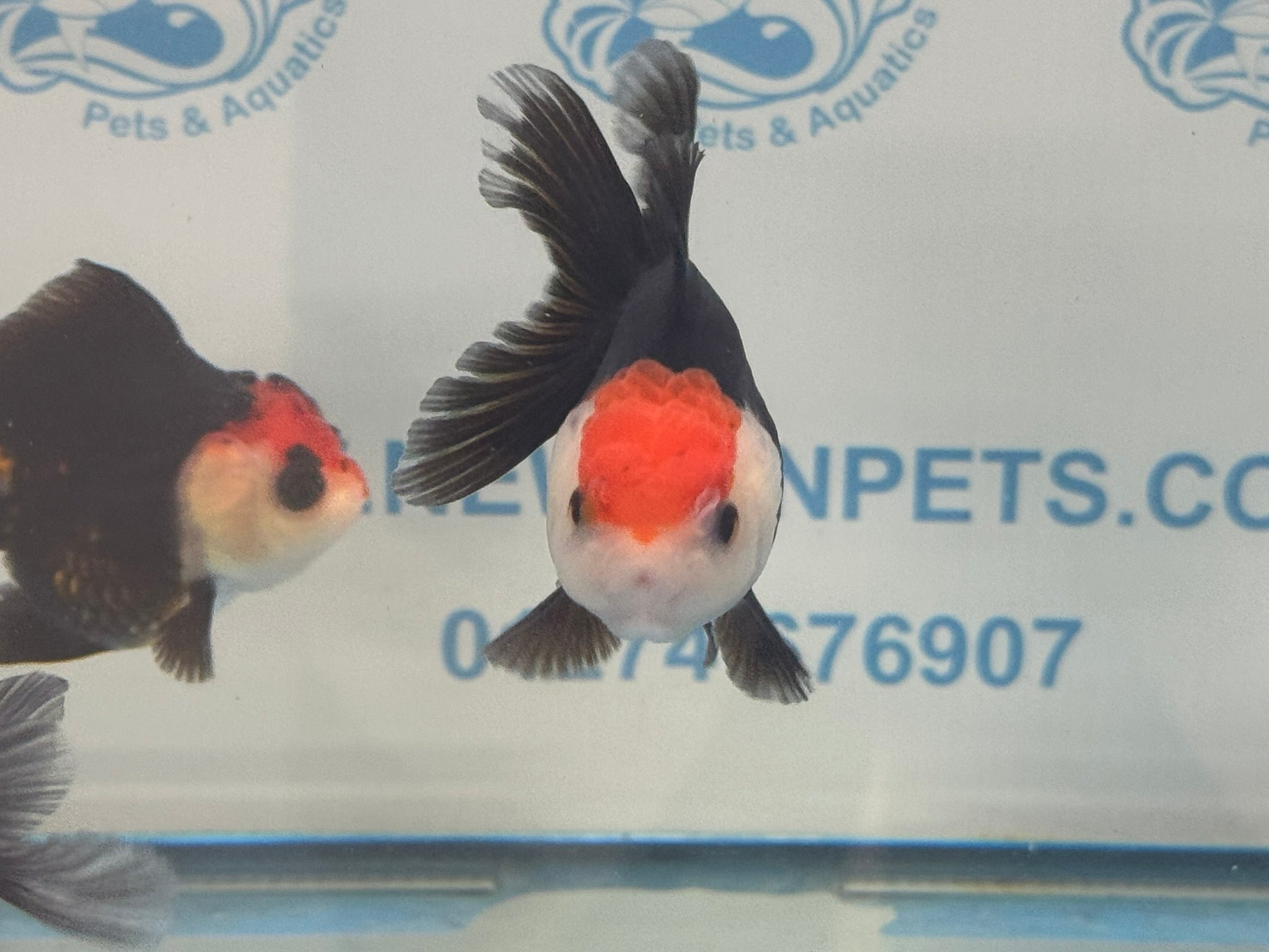 Red Cap Tri Colour Oranda Fancy Goldfish 7 - 8cm - Newlyn - pets - Newlyn - pets - 