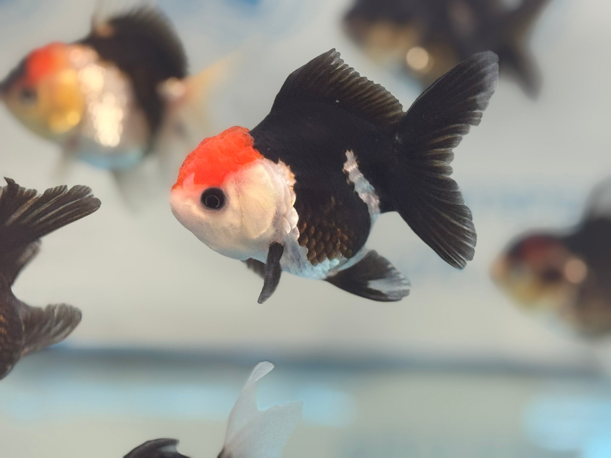 Red Cap Tri Colour Oranda Fancy Goldfish 7 - 8cm - Newlyn - pets - Newlyn - pets - 