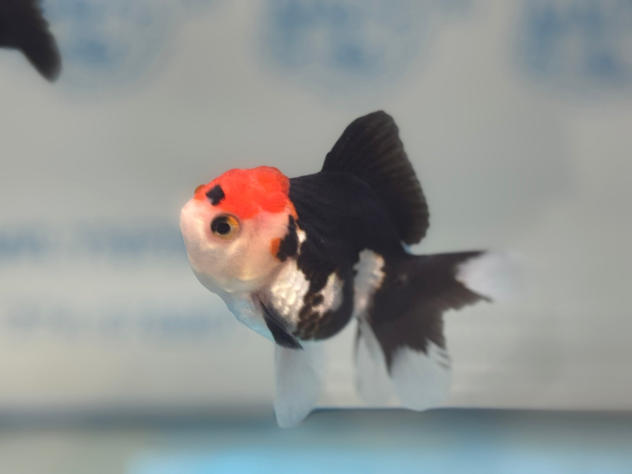 Red Cap Tri Colour Oranda Fancy Goldfish 7 - 8cm - Newlyn - pets - Newlyn - pets - 