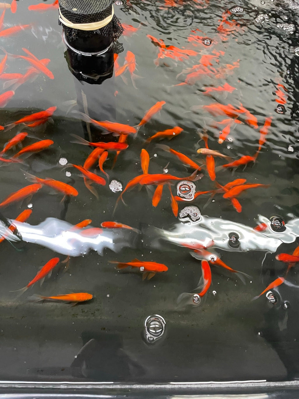 Red Goldfish (Red Comet) 2 - 3" (Picked at Random) (TF P6a) - Newlyn - pets - Newlyn - pets - 