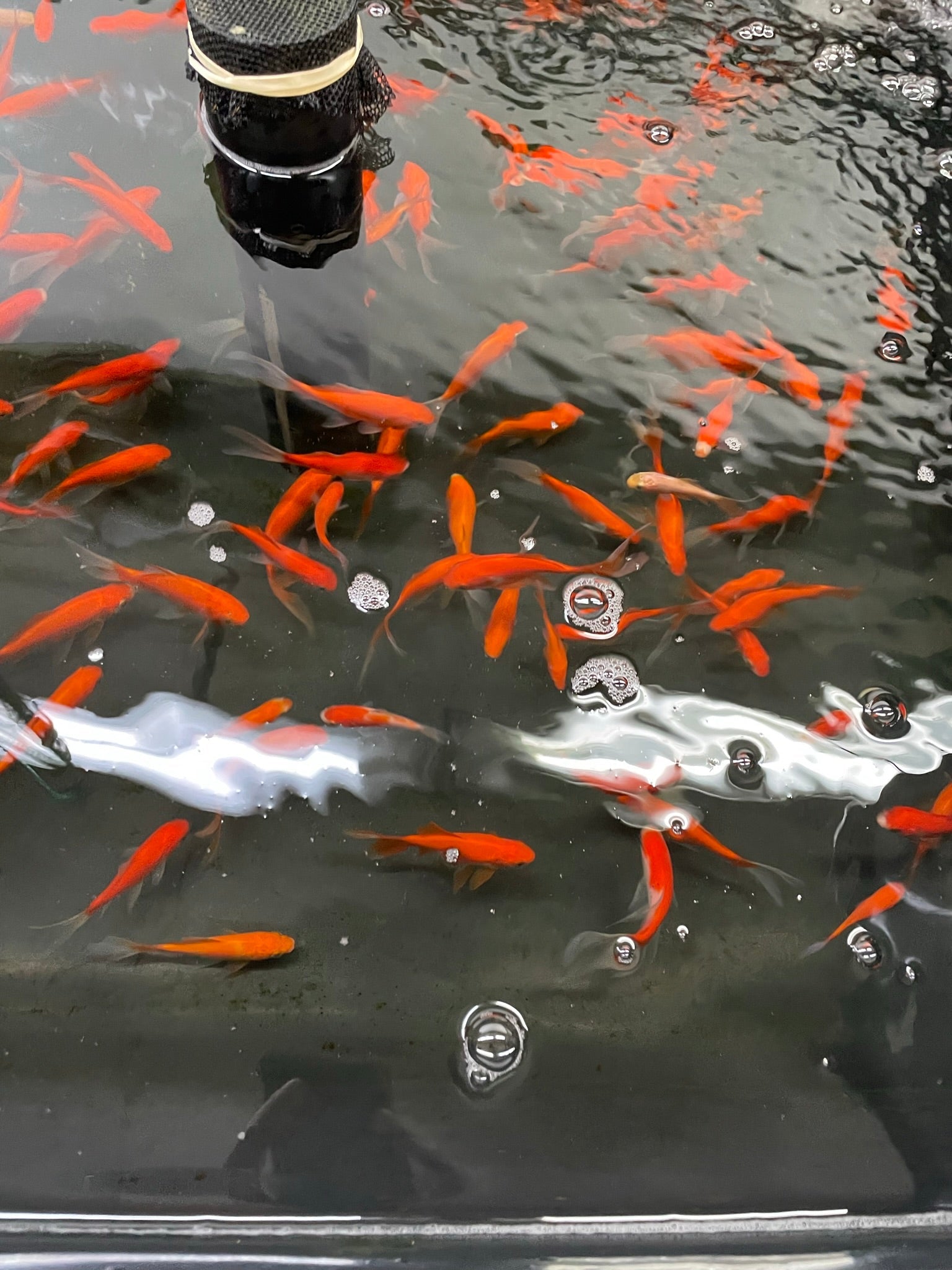 Red Goldfish (Red Comet) 2 - 3" (Picked at Random) (TF P6a) - Newlyn - pets - Newlyn - pets - 