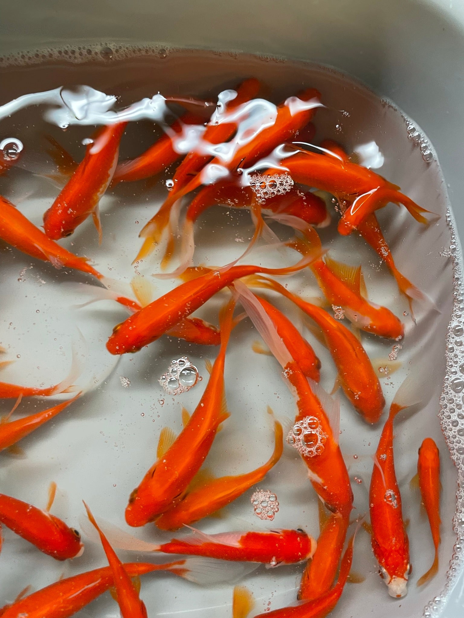 Red Goldfish (Red Comet) 2 - 3" (Picked at Random) (TF P6a) - Newlyn - pets - Newlyn - pets - 