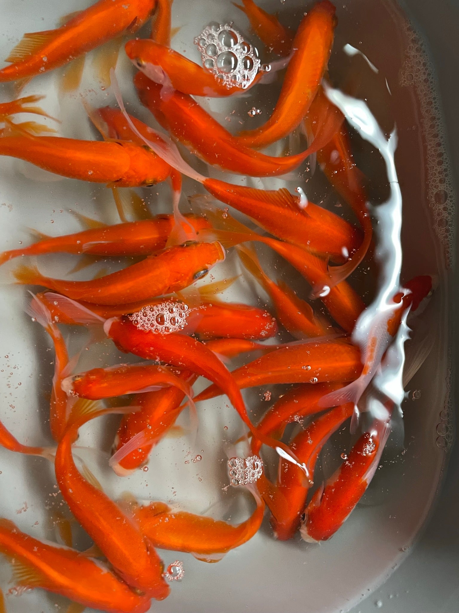 Red Goldfish (Red Comet) 2 - 3" (Picked at Random) (TF P6a) - Newlyn - pets - Newlyn - pets - 