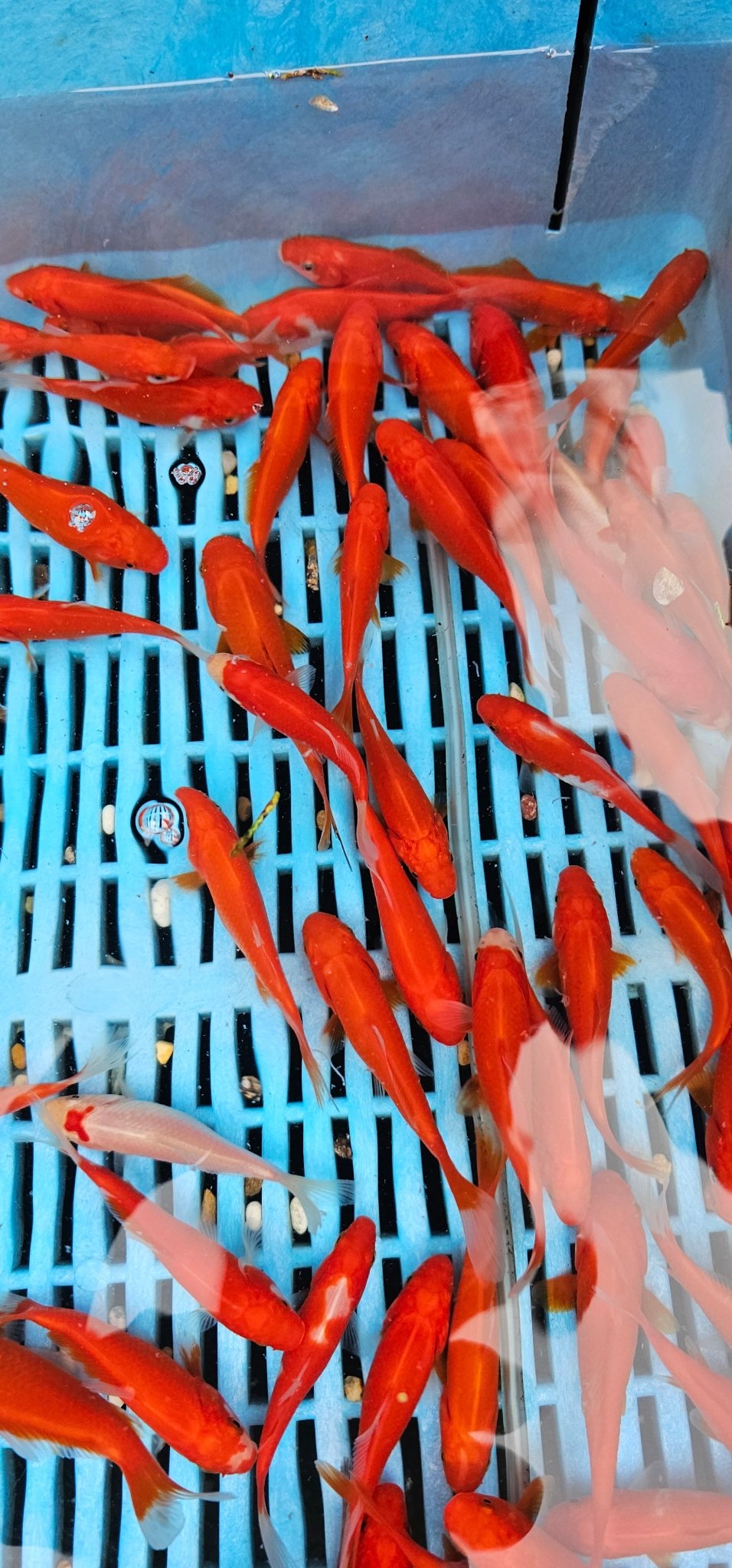 Red Goldfish (Red Comet) 3 - 4" (Picked at random) - Newlyn - pets - Newlyn - pets - 