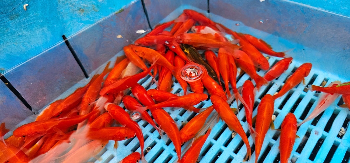 Red Goldfish (Red Comet) 3 - 4" (Picked at random) - Newlyn - pets - Newlyn - pets - 