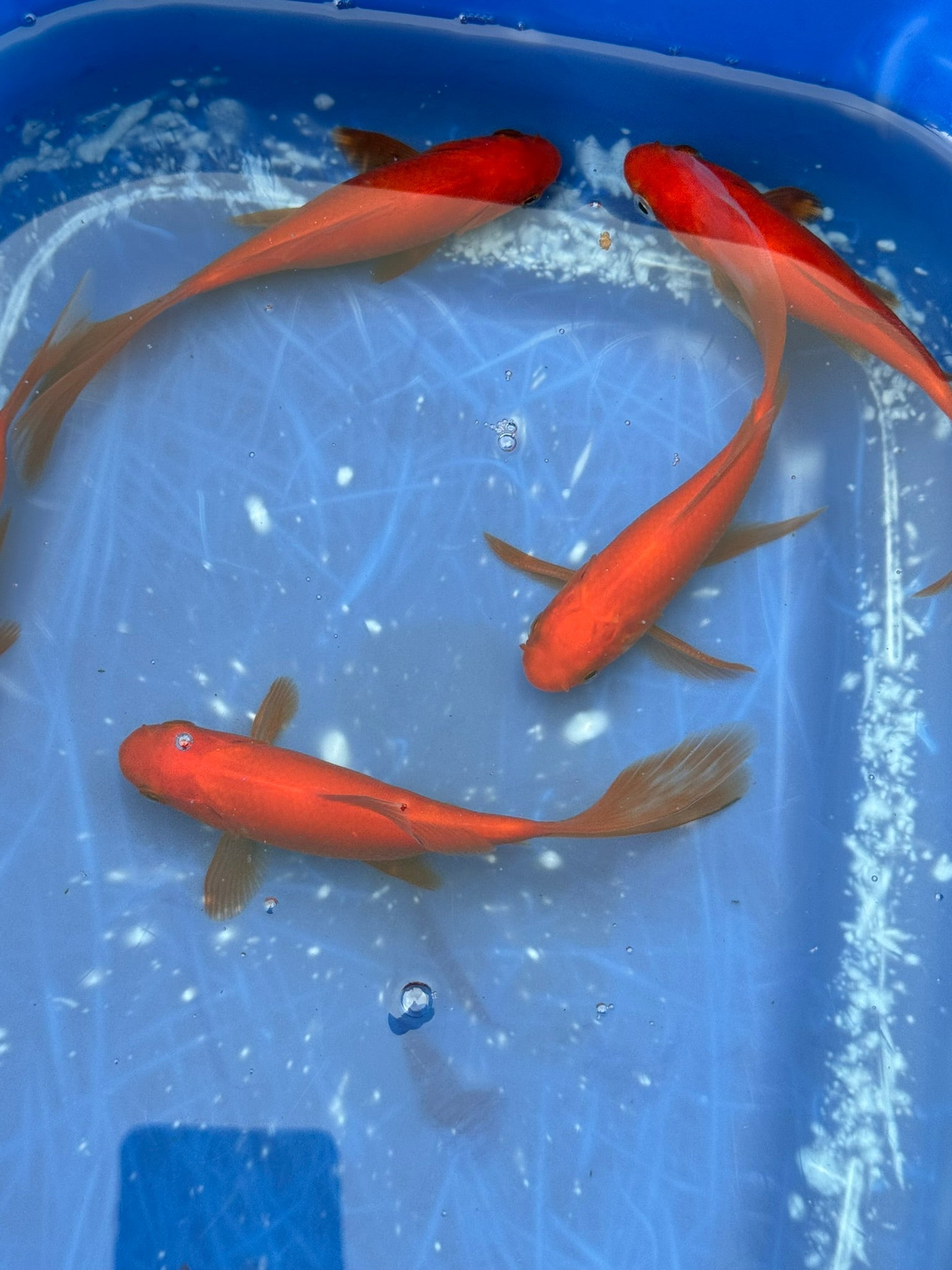 Red Goldfish (Red Comet) 4 - 5" (Picked at random) - Newlyn - pets - Newlyn - pets - 