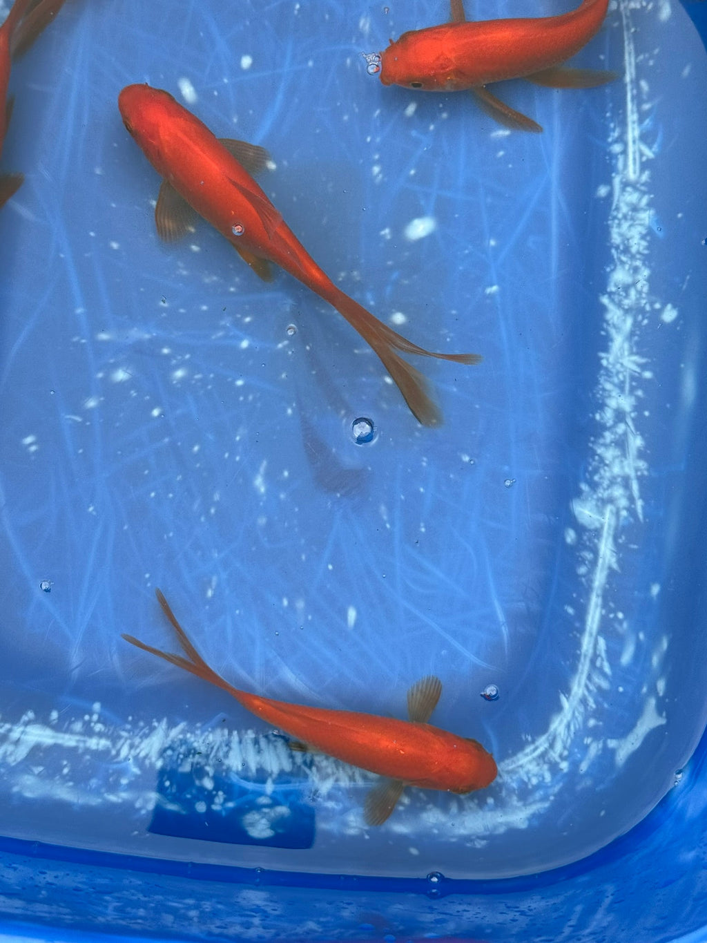 Red Goldfish (Red Comet) 4 - 5" (Picked at random) - Newlyn - pets - Newlyn - pets - 