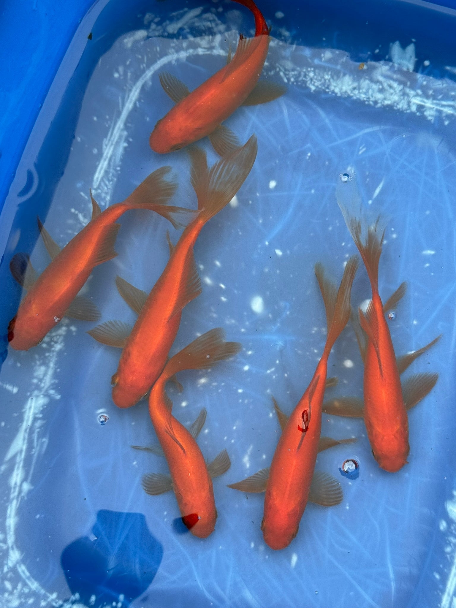 Red Goldfish (Red Comet) 4 - 5" (Picked at random) - Newlyn - pets - Newlyn - pets - 