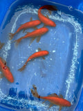 Red Goldfish (Red Comet) 4 - 5" (Picked at random) - Newlyn - pets - Newlyn - pets - 
