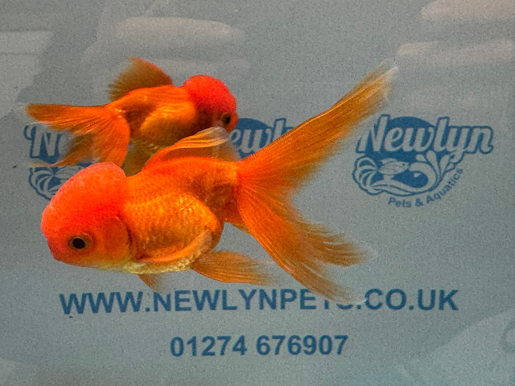 Red Oranda 8-9cm Chinese Fancy Goldfish - Newlyn-pets - Newlyn-pets - 