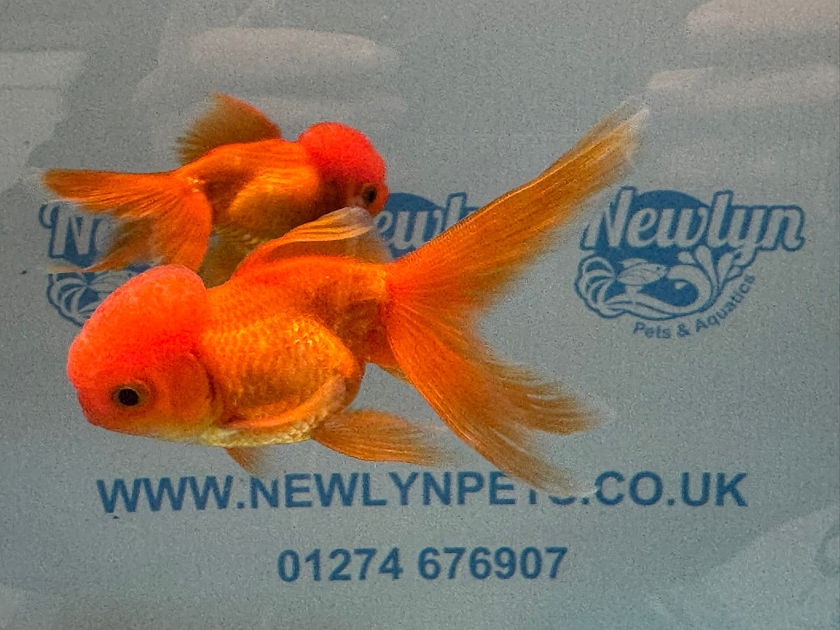 Red Oranda 8-9cm Chinese Fancy Goldfish - Newlyn-pets - Newlyn-pets - 