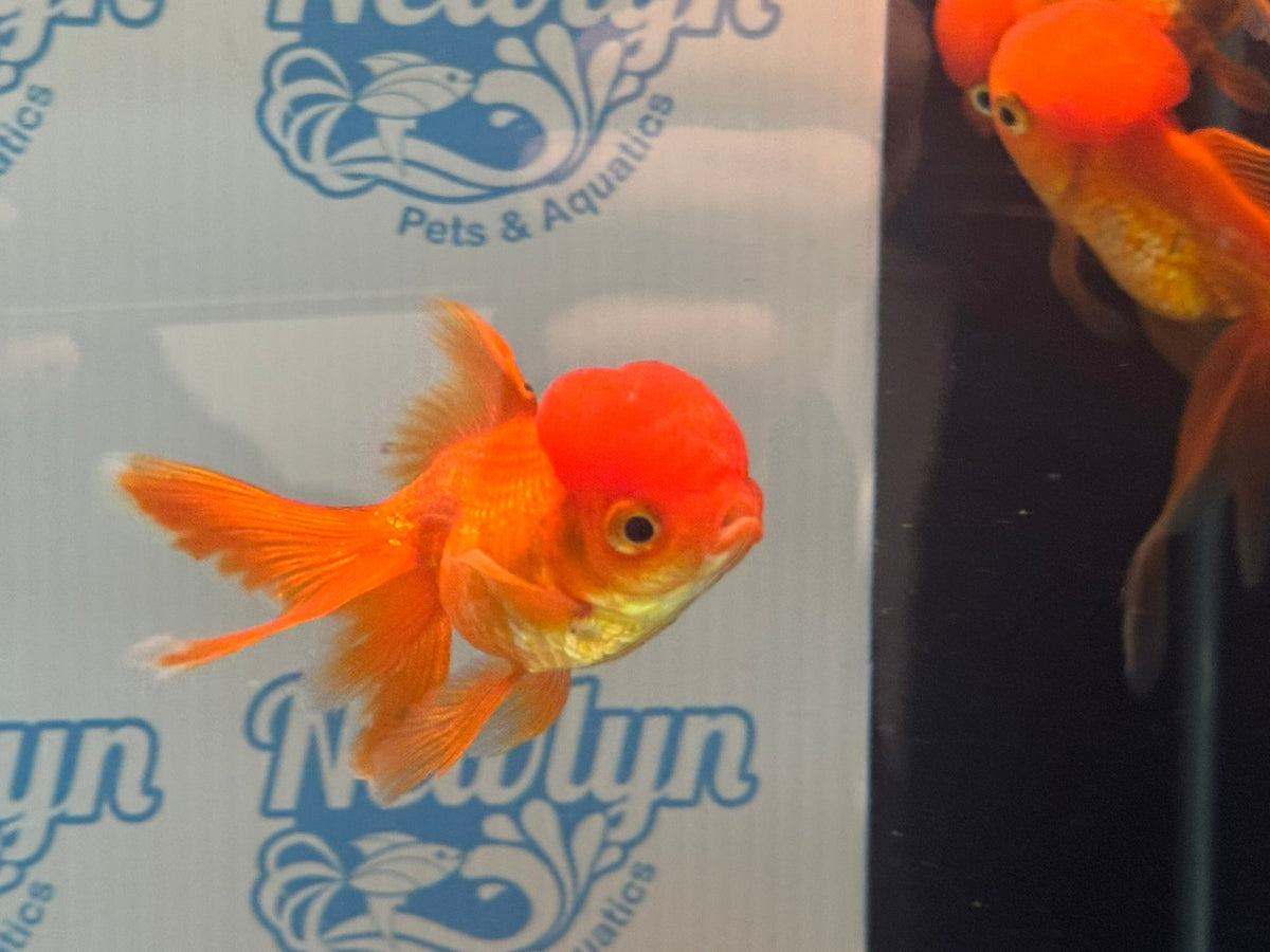 Red Oranda 8-9cm Chinese Fancy Goldfish - Newlyn-pets - Newlyn-pets - 
