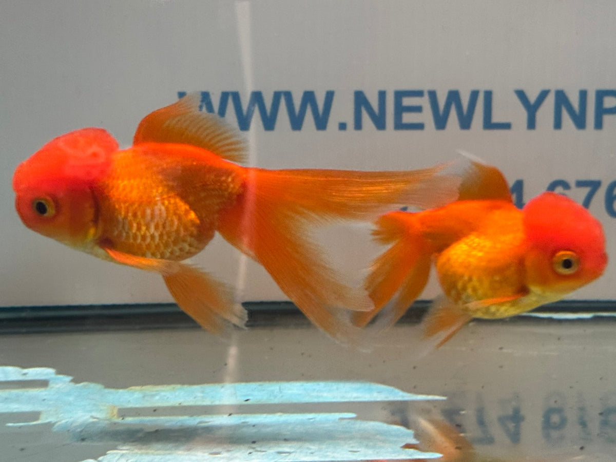 Red Oranda 8-9cm Chinese Fancy Goldfish - Newlyn-pets - Newlyn-pets - 