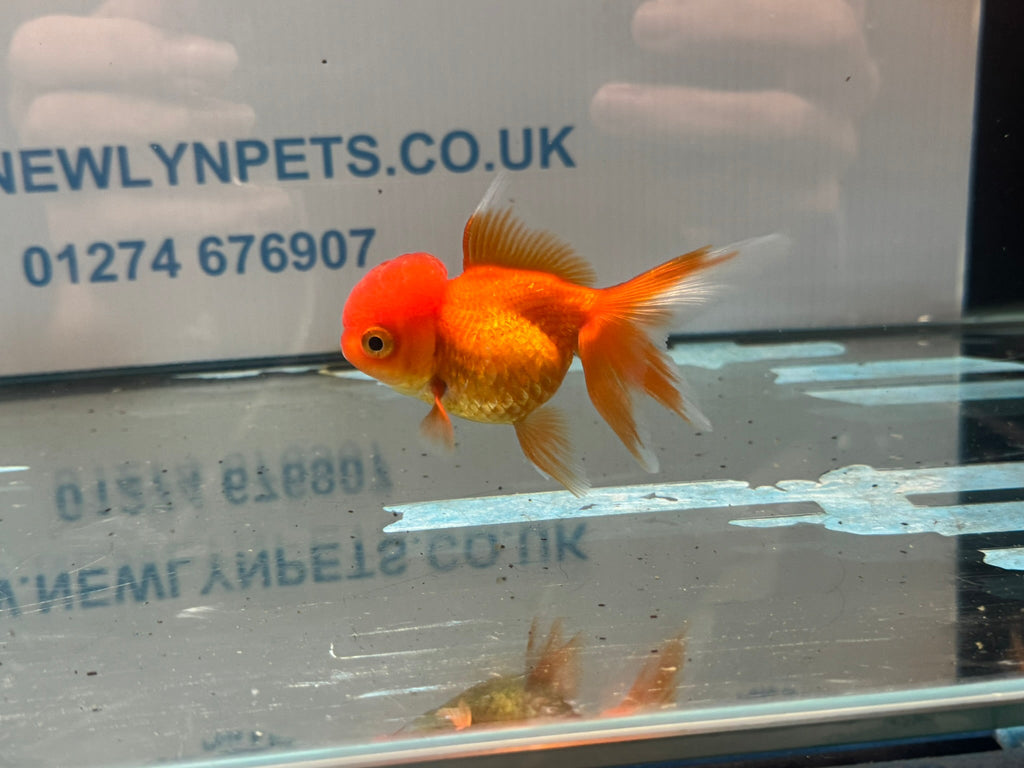 Red Oranda 8-9cm Chinese Fancy Goldfish - Newlyn-pets - Newlyn-pets - 