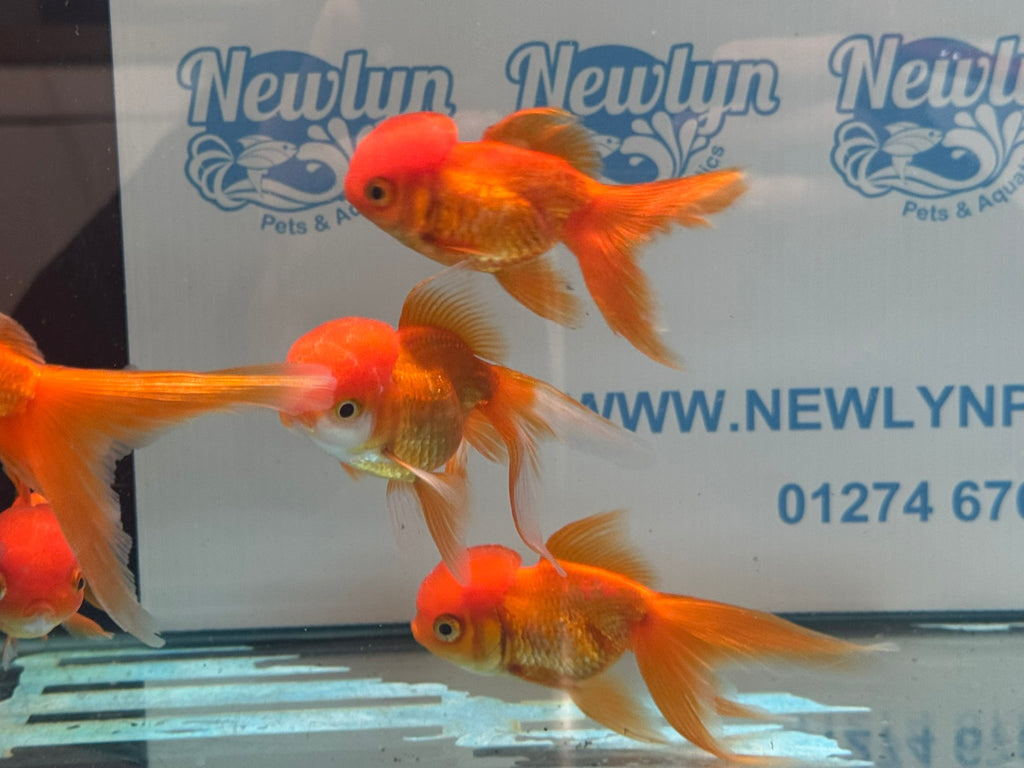 Red Oranda 8-9cm Chinese Fancy Goldfish - Newlyn-pets - Newlyn-pets - 