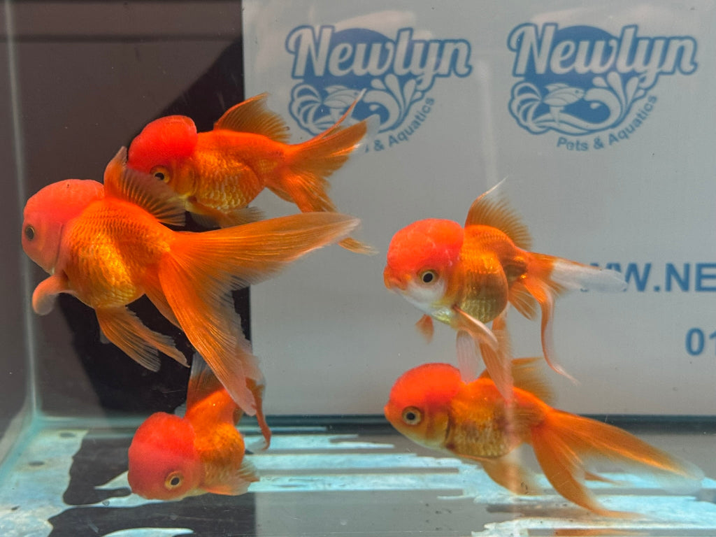 Red Oranda 8-9cm Chinese Fancy Goldfish - Newlyn-pets - Newlyn-pets - 