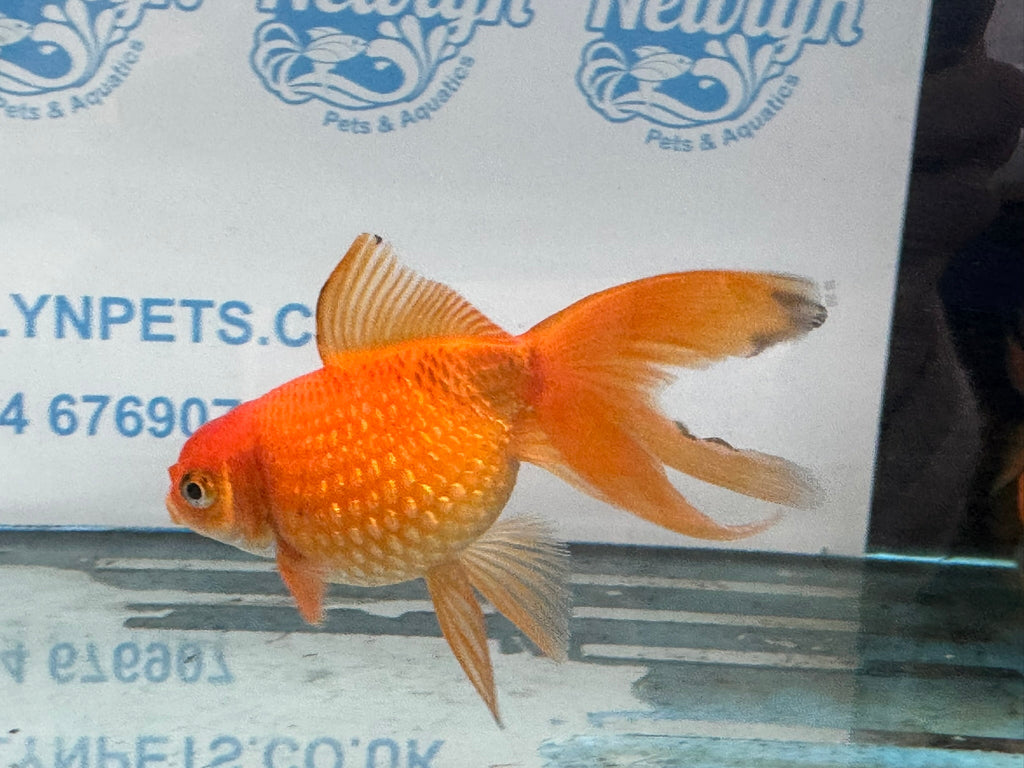 Red Pearlscale 10 - 11cm Fancy Goldfish (Picked at Random) - Newlyn - pets - Newlyn - pets - 