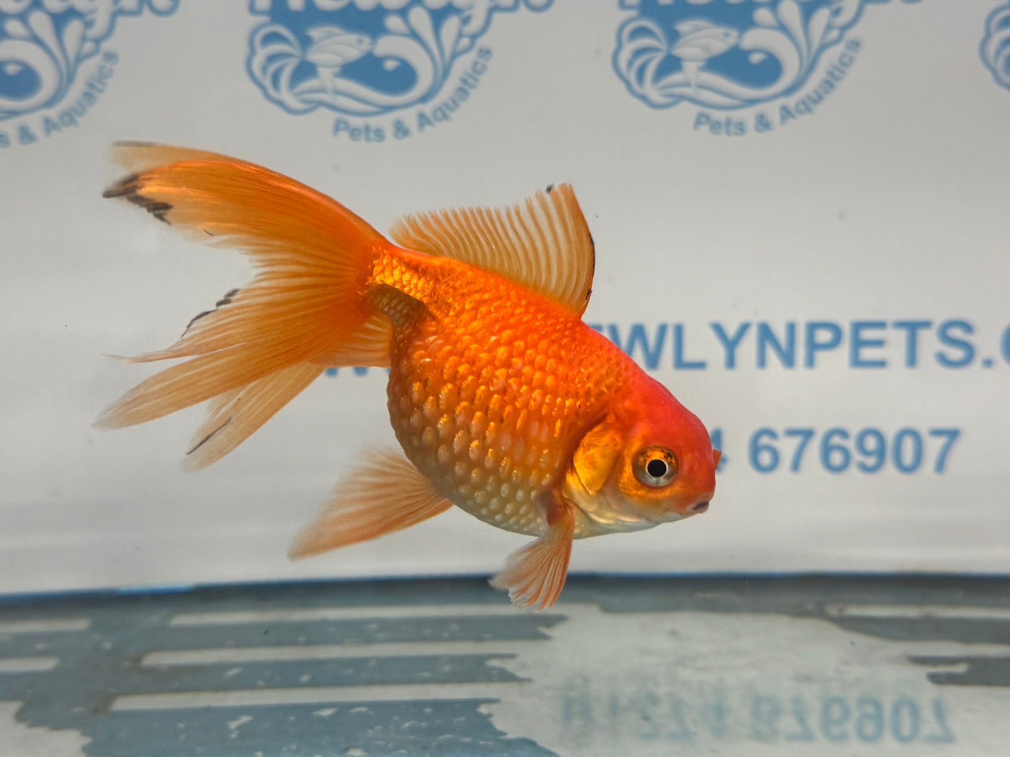 Red Pearlscale 10 - 11cm Fancy Goldfish (Picked at Random) - Newlyn - pets - Newlyn - pets - 
