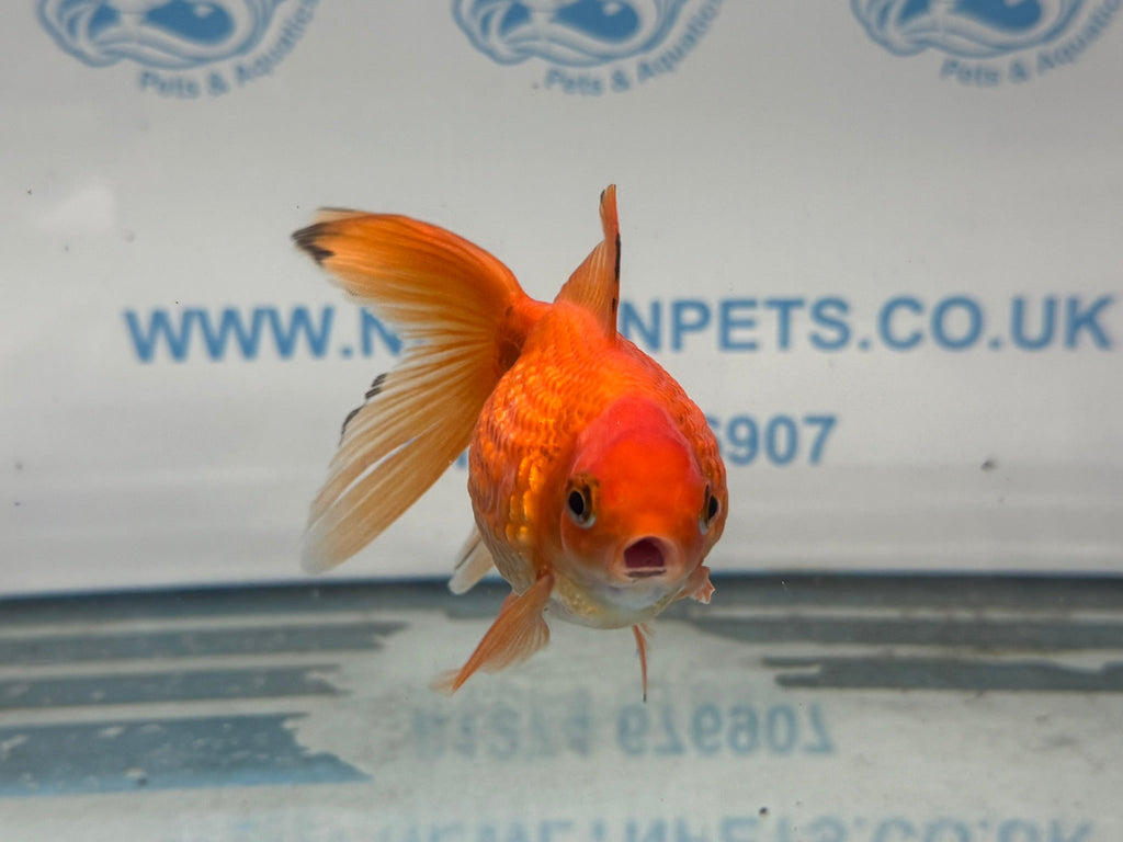 Red Pearlscale 10 - 11cm Fancy Goldfish (Picked at Random) - Newlyn - pets - Newlyn - pets - 