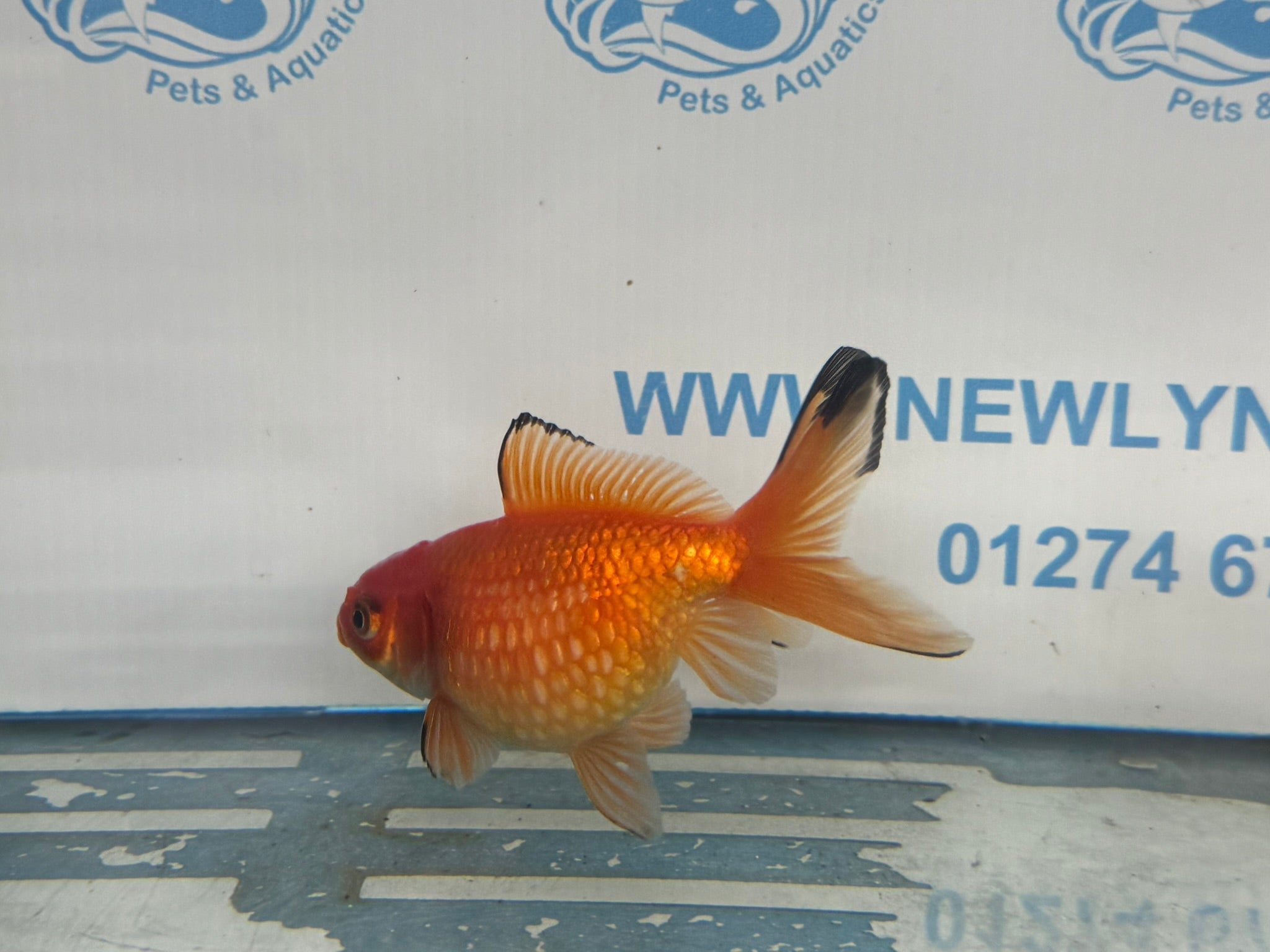 Red Pearlscale 10 - 11cm Fancy Goldfish (Picked at Random) - Newlyn - pets - Newlyn - pets - 