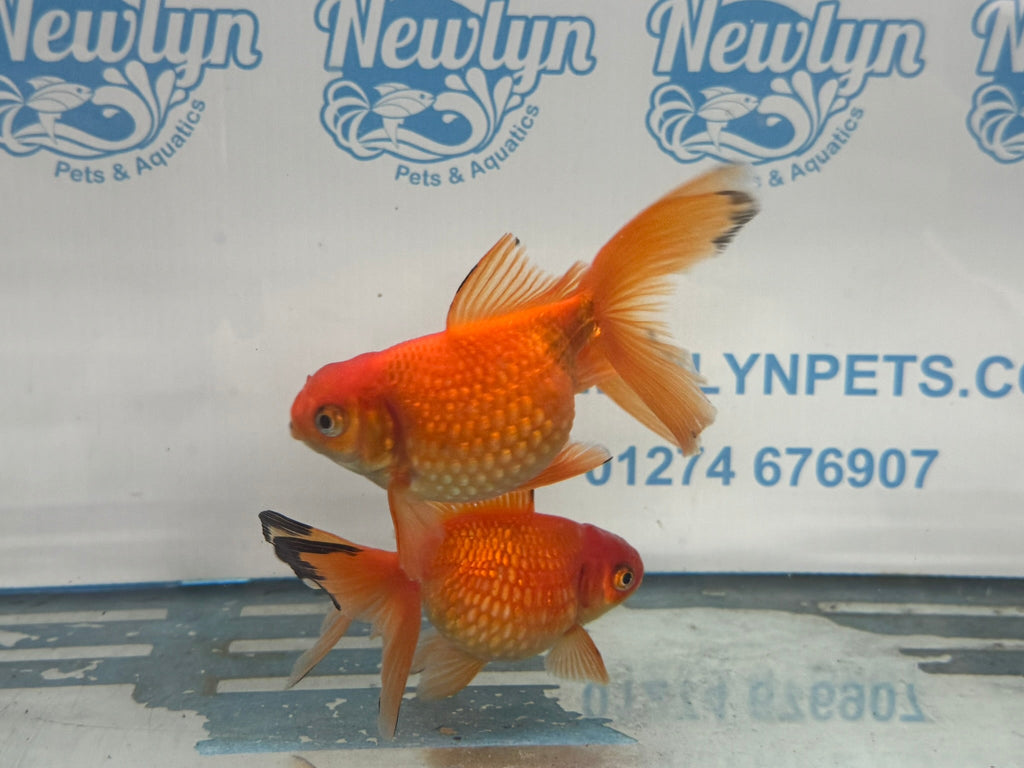 Red Pearlscale 10 - 11cm Fancy Goldfish (Picked at Random) - Newlyn - pets - Newlyn - pets - 