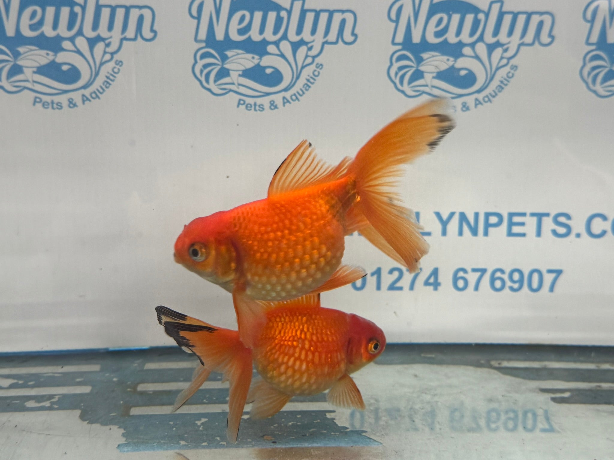 Red Pearlscale 10 - 11cm Fancy Goldfish (Picked at Random) - Newlyn - pets - Newlyn - pets - 