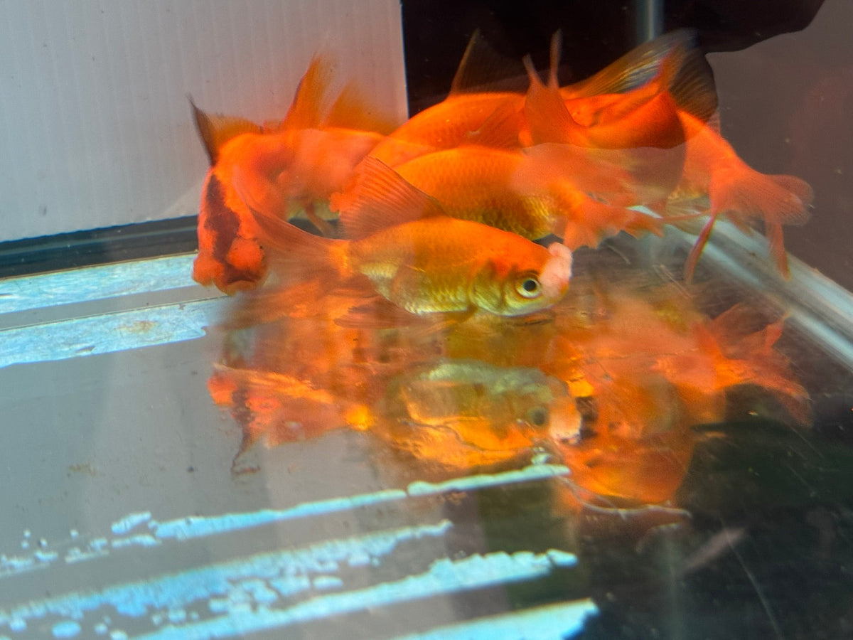 Red Pom Pom 6-7cm Chinese Fancy Goldfish (Picked at Random) (BF4B) - Newlyn-pets - Newlyn-pets - 