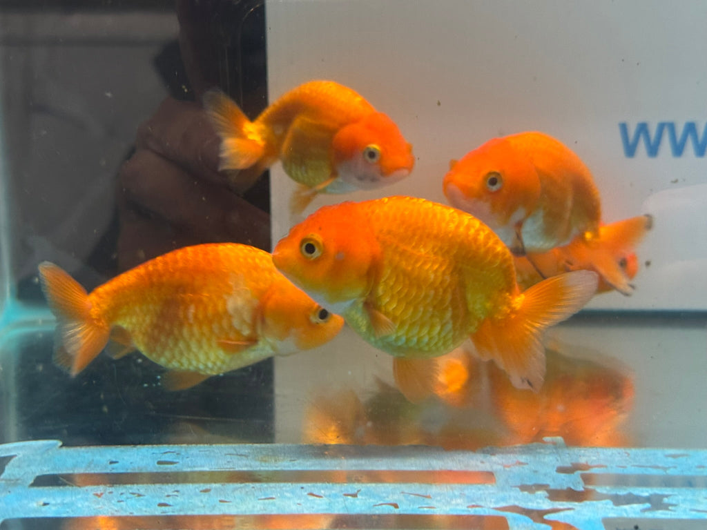 Red Ranchu 7-8cm Chinese Fancy Goldfish - Newlyn-pets - Newlyn-pets - 