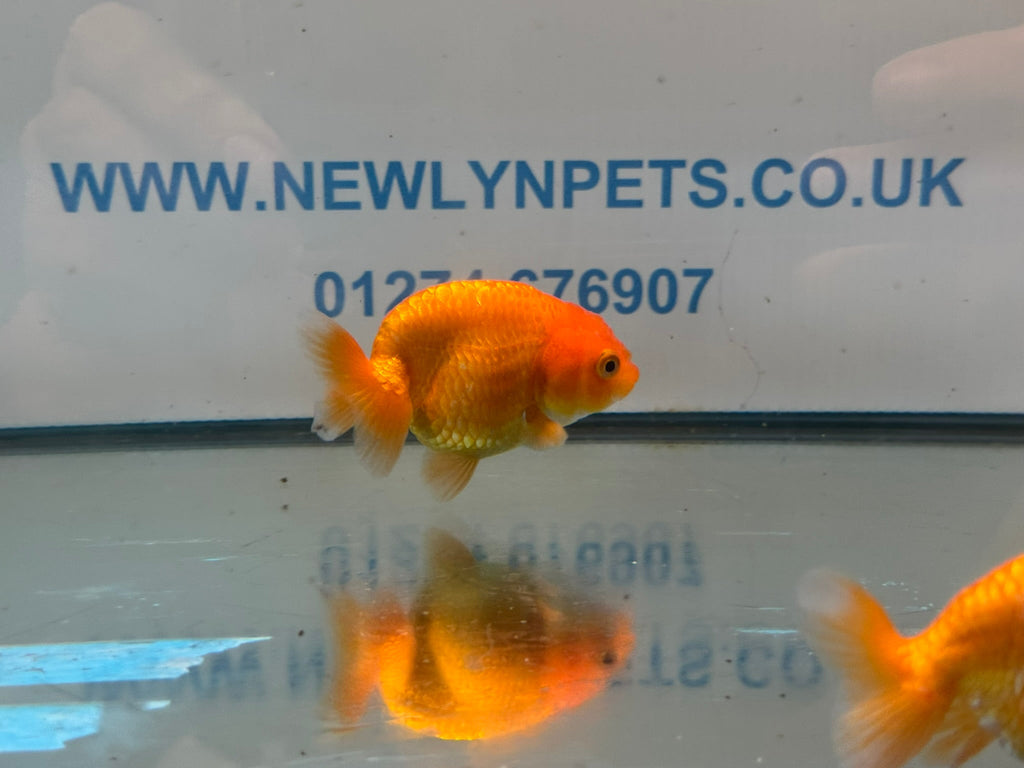 Red Ranchu 7-8cm Chinese Fancy Goldfish - Newlyn-pets - Newlyn-pets - 