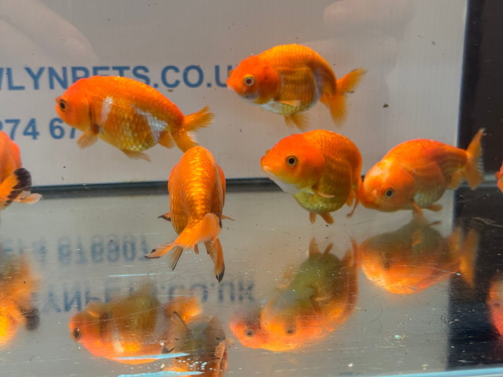 Red Ranchu 7-8cm Chinese Fancy Goldfish - Newlyn-pets - Newlyn-pets - 