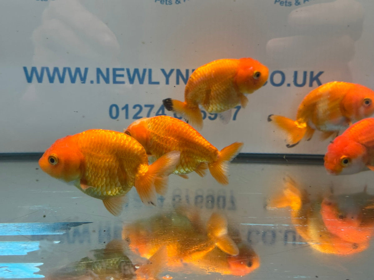 Red Ranchu 7-8cm Chinese Fancy Goldfish - Newlyn-pets - Newlyn-pets - 