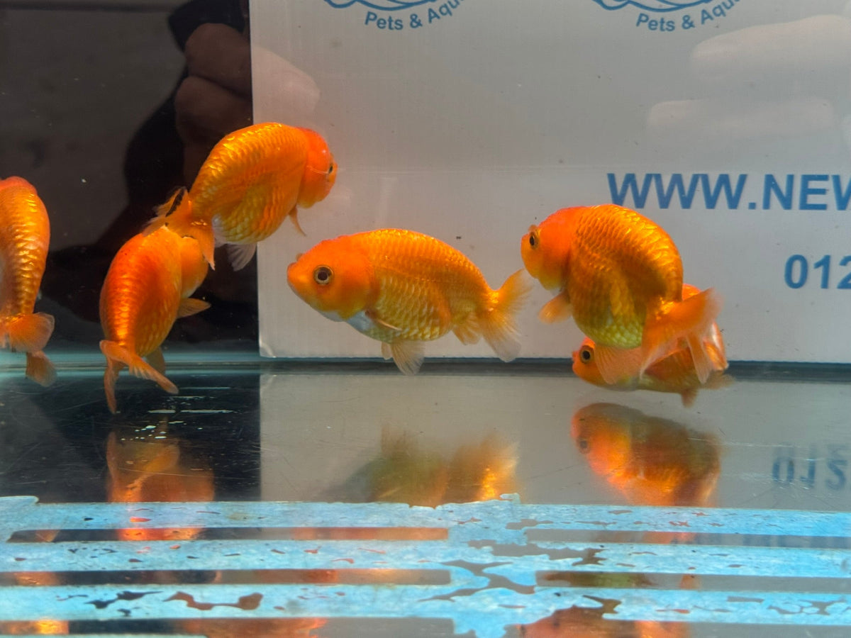 Red Ranchu 7-8cm Chinese Fancy Goldfish - Newlyn-pets - Newlyn-pets - 