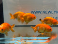 Red Ranchu 7-8cm Chinese Fancy Goldfish - Newlyn-pets - Newlyn-pets - 