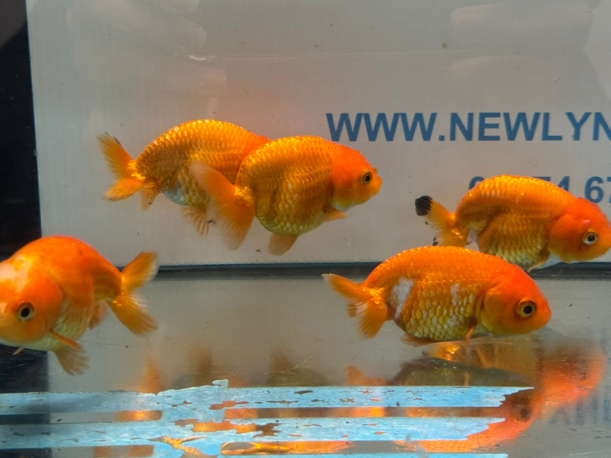 Red Ranchu 7-8cm Chinese Fancy Goldfish - Newlyn-pets - Newlyn-pets - 
