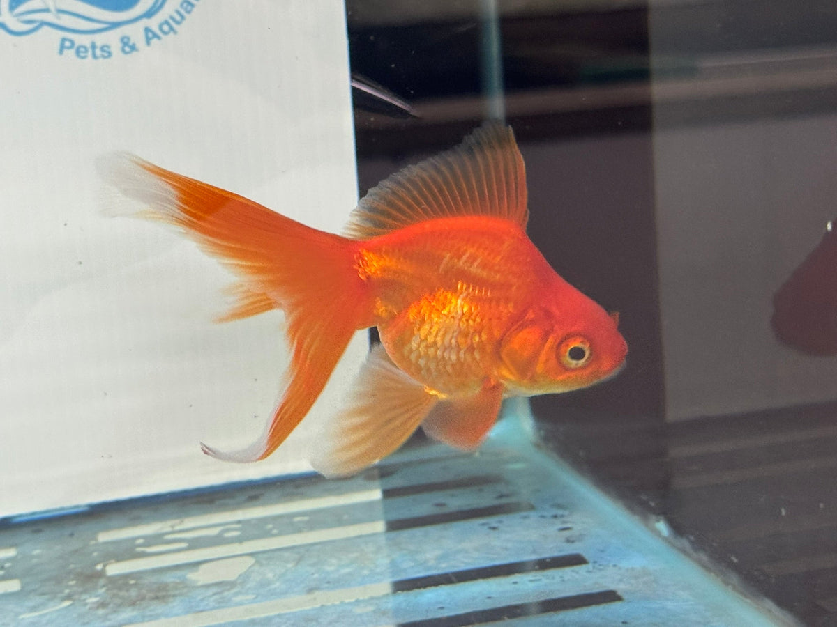 Red Ryukin 9-10cm Chinese Fancy Goldfish - Newlyn-pets - Newlyn-pets - 