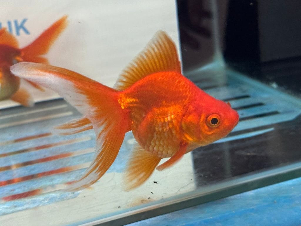 Red Ryukin 9-10cm Chinese Fancy Goldfish - Newlyn-pets - Newlyn-pets - 