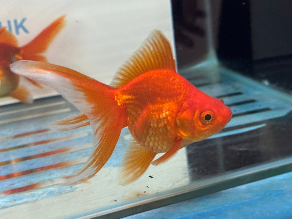 Red Ryukin 9-10cm Chinese Fancy Goldfish - Newlyn-pets - Newlyn-pets - 