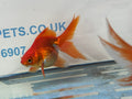 Red Ryukin 9-10cm Chinese Fancy Goldfish - Newlyn-pets - Newlyn-pets - 