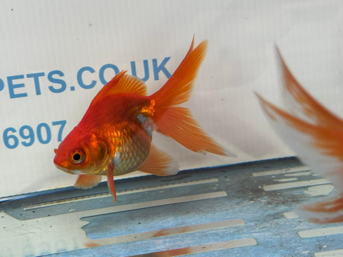 Red Ryukin 9-10cm Chinese Fancy Goldfish - Newlyn-pets - Newlyn-pets - 