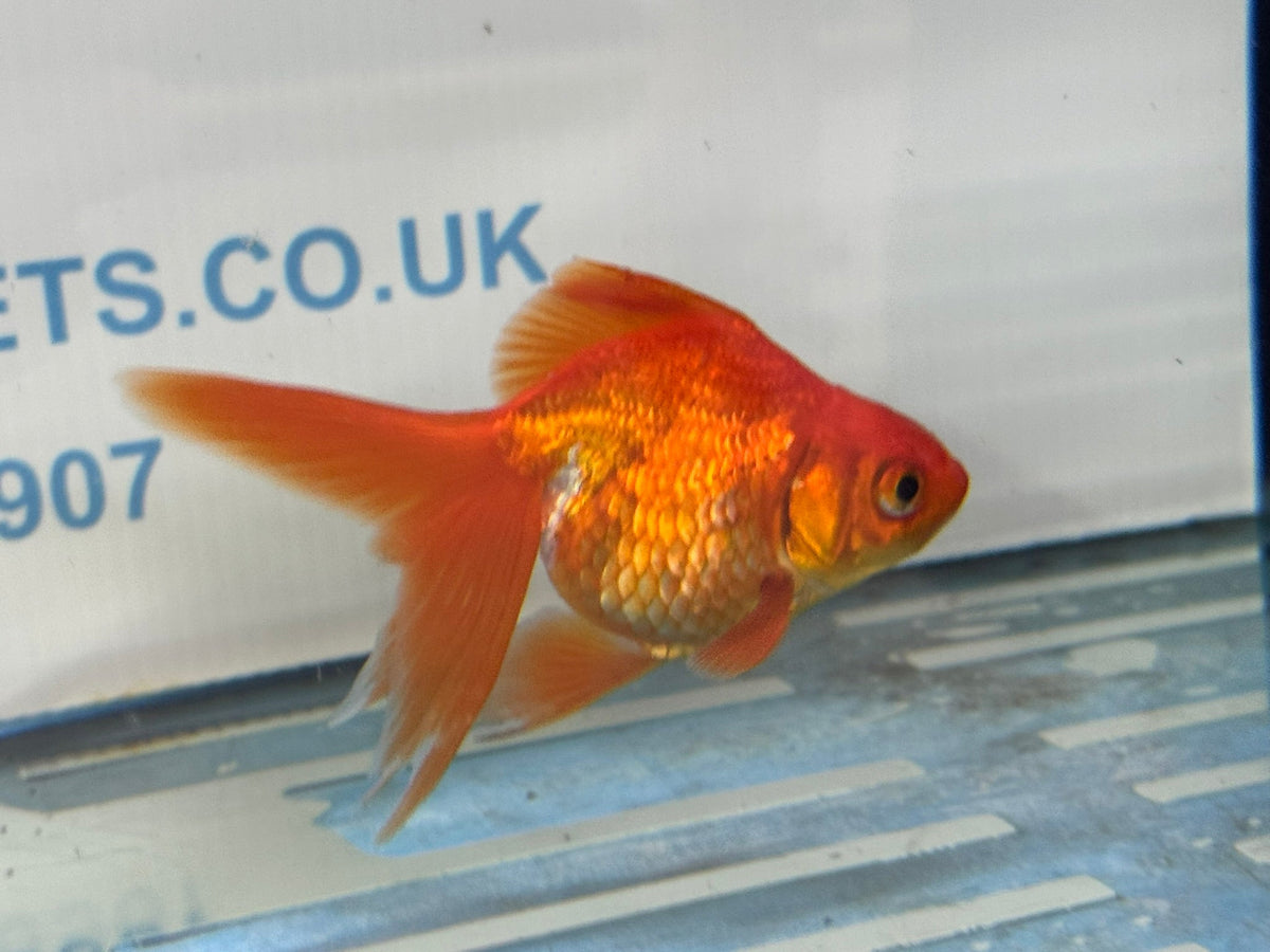 Red Ryukin 9-10cm Chinese Fancy Goldfish - Newlyn-pets - Newlyn-pets - 