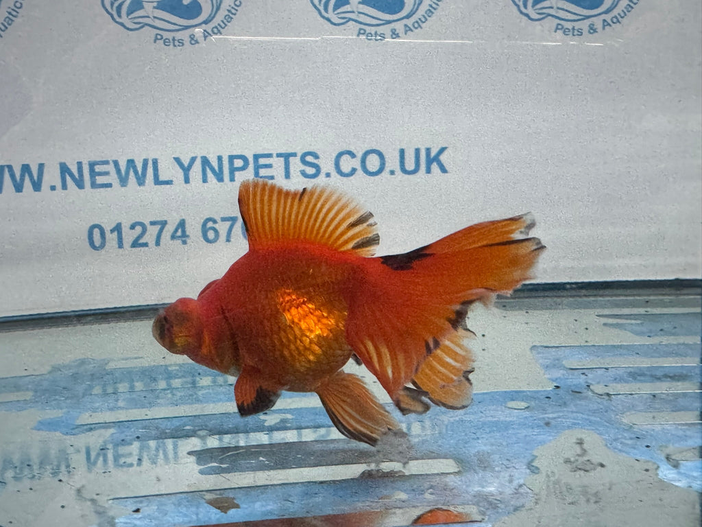 Red/Black Butterfly Moor 9-10cm Chinese Fancy Goldfish 1 Fish In The Photo - Newlyn-pets - Newlyn-pets - 