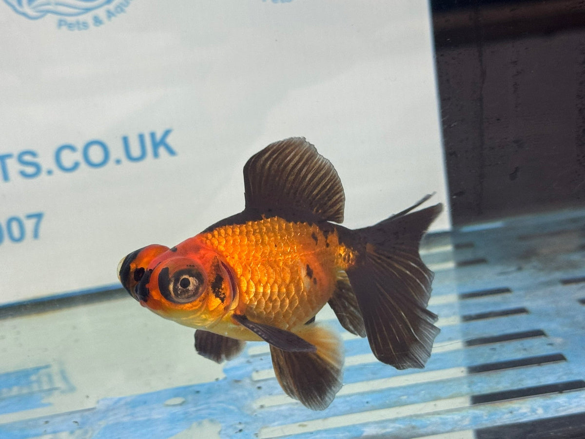Red/Black Butterfly Moor 9-10cm Chinese Fancy Goldfish 2 Fish In The Photo - Newlyn-pets - Newlyn-pets - 