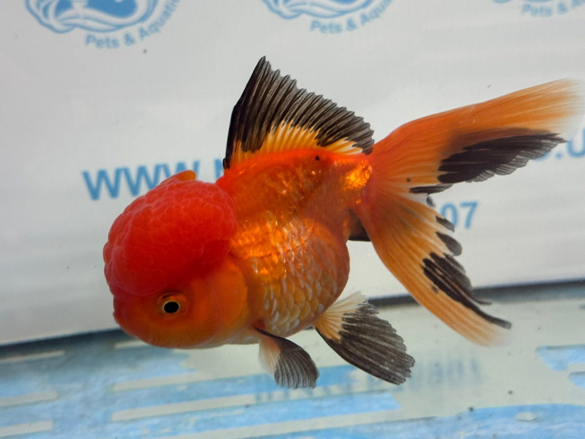 Red/Black Oranda 12-13cm Chinese Fancy Goldfish ORrb (Fish in photo) - Newlyn-pets - Newlyn-pets - 