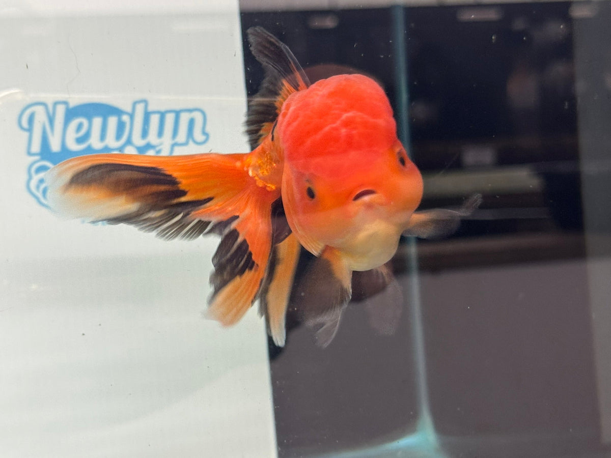 Red/Black Oranda 12-13cm Chinese Fancy Goldfish ORrb (Fish in photo) - Newlyn-pets - Newlyn-pets - 