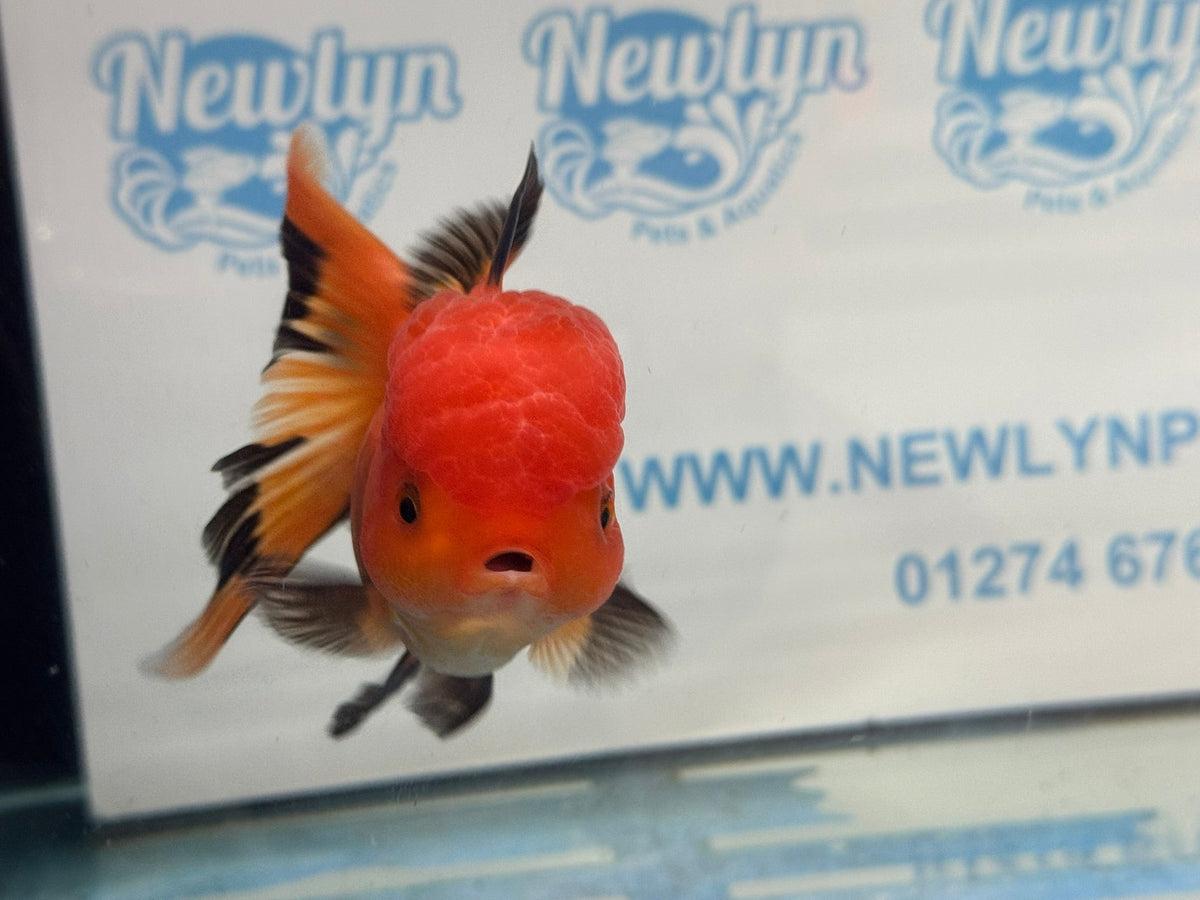 Red/Black Oranda 12-13cm Chinese Fancy Goldfish ORrb (Fish in photo) - Newlyn-pets - Newlyn-pets - 