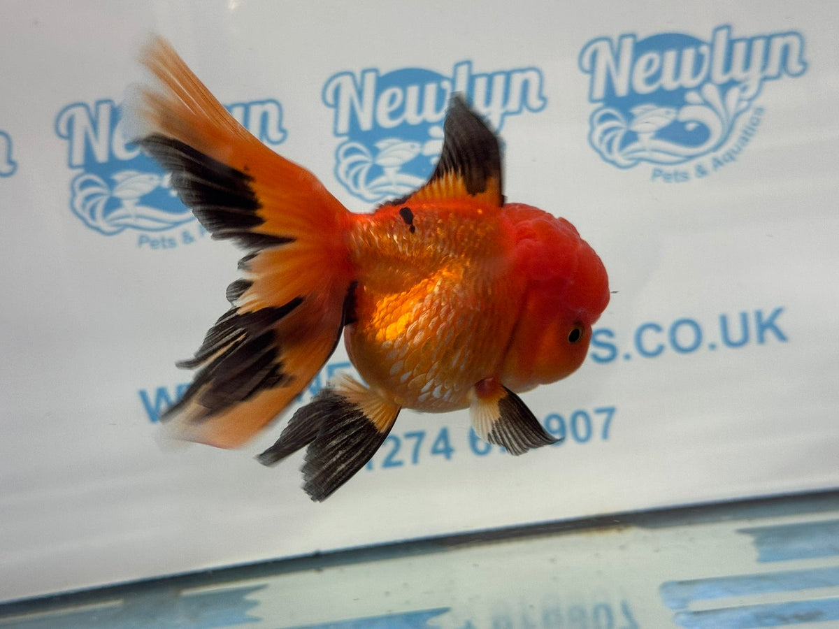 Red/Black Oranda 12-13cm Chinese Fancy Goldfish ORrb (Fish in photo) - Newlyn-pets - Newlyn-pets - 