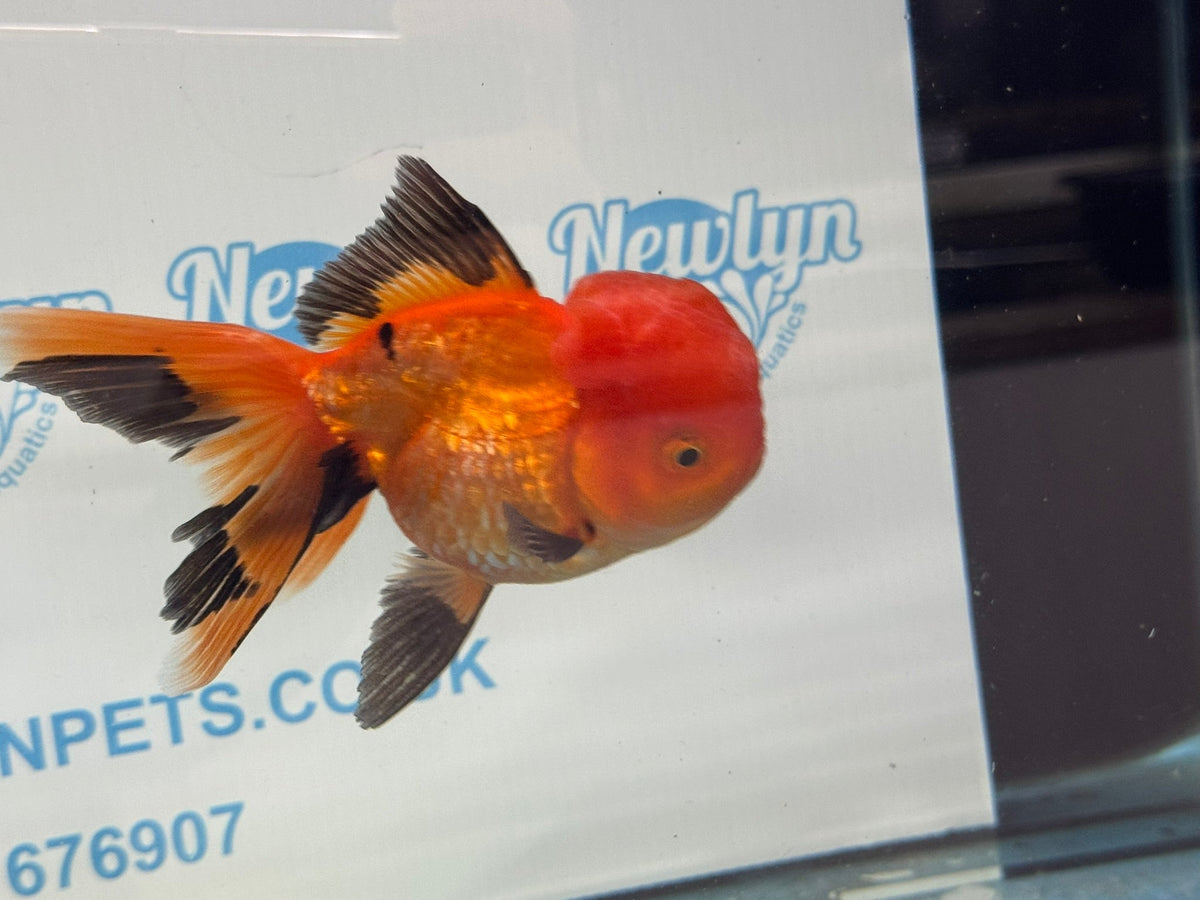 Red/Black Oranda 12-13cm Chinese Fancy Goldfish ORrb (Fish in photo) - Newlyn-pets - Newlyn-pets - 
