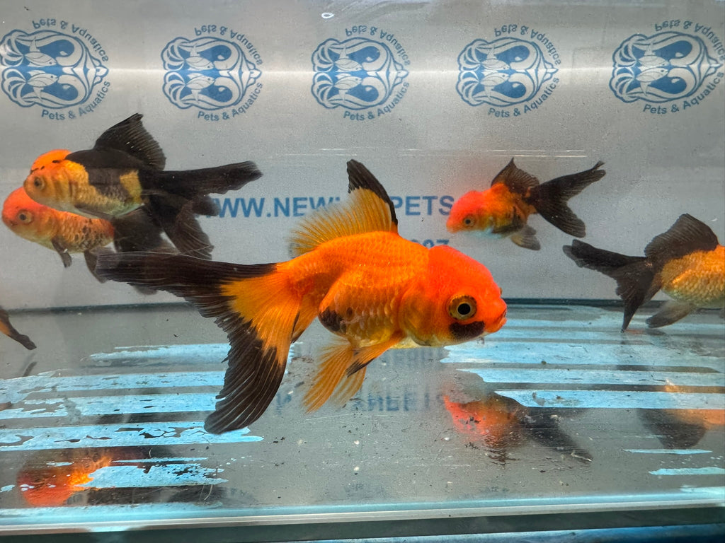Red/Black Oranda 7-8cm Chinese Fancy Goldfish - Newlyn-pets - Newlyn-pets - 