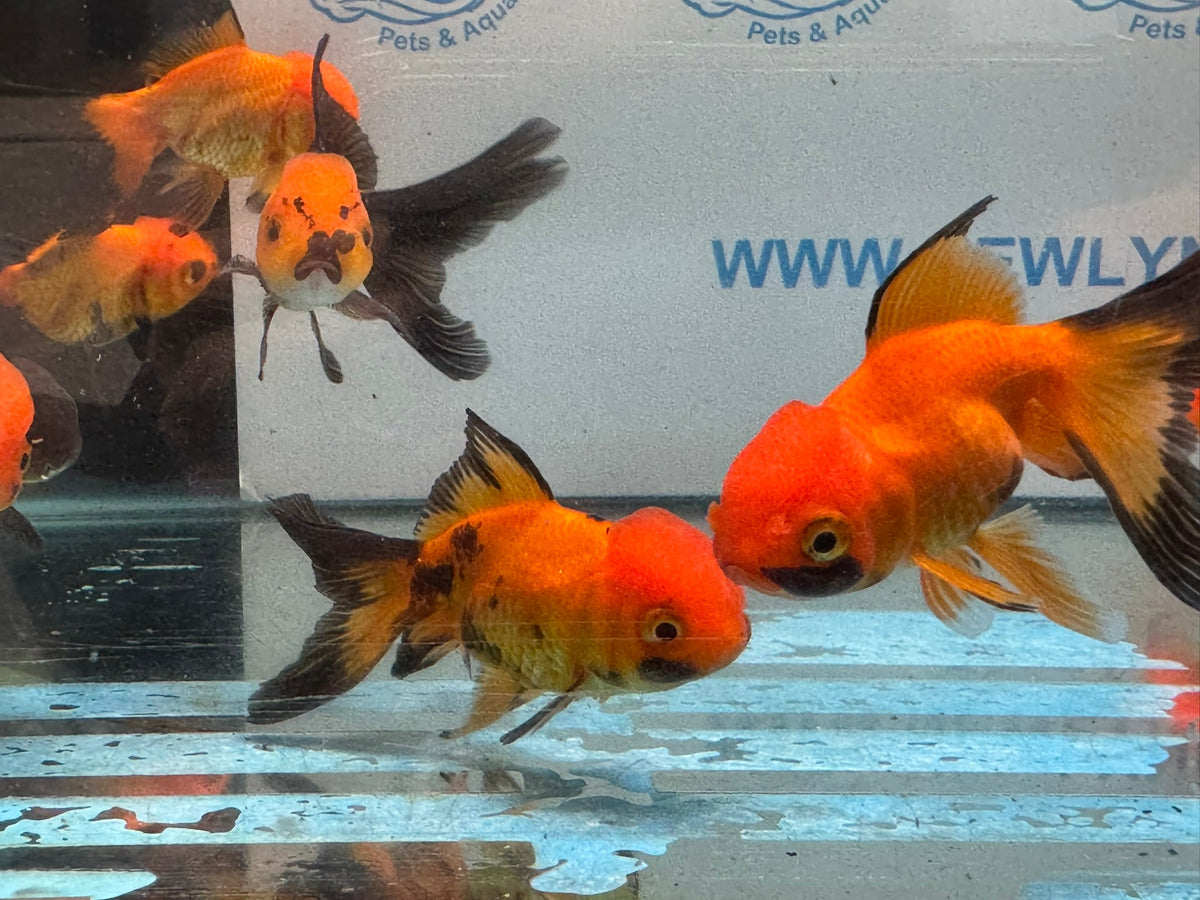 Red/Black Oranda 7-8cm Chinese Fancy Goldfish - Newlyn-pets - Newlyn-pets - 