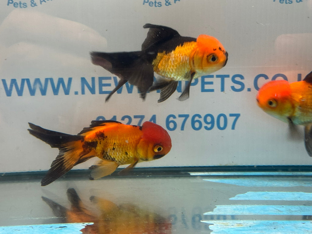 Red/Black Oranda 7-8cm Chinese Fancy Goldfish - Newlyn-pets - Newlyn-pets - 